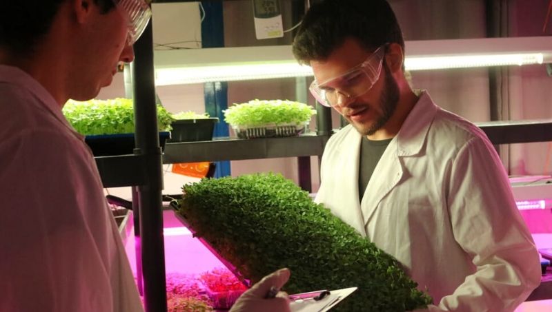 Cultivo en la ciudad: High Farm ofrece alimentos frescos, sanos y libres de agroquímicos