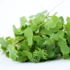 Micro kale - Caja 50 gramos