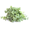 Micro brócoli - Caja 50 gramos