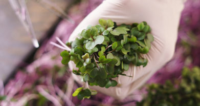 Jóvenes apuntan a nueva generación de agricultores innovadores