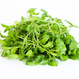 Micro cilantro